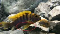 Pflanzen im Aquarium Betrieb 71336 Malawi