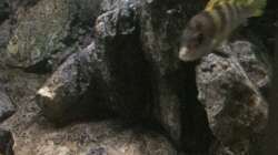 Labidochromis perlmutt