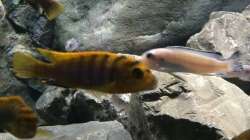 Besatz im Aquarium Betrieb 71336 Malawi