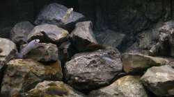 Aquarium Betrieb 71336 Malawi