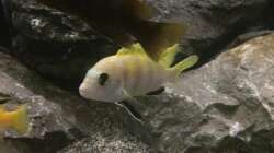 Labidochromis perlmutt