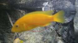 Pflanzen im Aquarium Betrieb 71336 Malawi