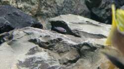 Aquarium Betrieb 71336 Malawi