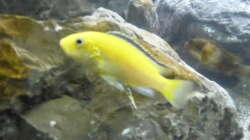 Labidochromis caeruleus