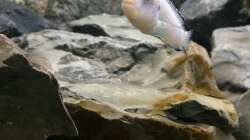 Aquarium Betrieb 71336 Malawi