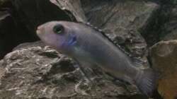 Pseudotropheus socolofi