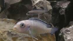 Pseudotropheus socolofi