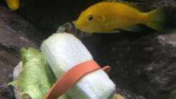 Pflanzen im Aquarium Betrieb 71336 Malawi