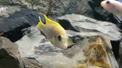 Aquarium Betrieb 71336 Malawi