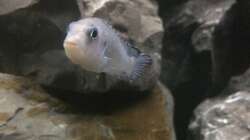 Pseudotropheus socolofi