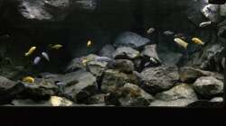 Aquarium Betrieb 71336 Malawi