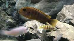 Aquarium Betrieb 71336 Malawi