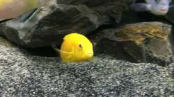 Aquarium Betrieb 71336 Malawi