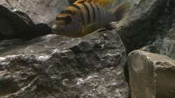 Labidochromis Hongi Red Top