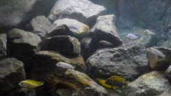 Aquarium Betrieb 71336 Malawi