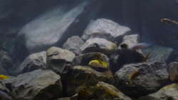 Aquarium Betrieb 71336 Malawi