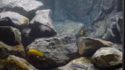 Aquarium Betrieb 71336 Malawi