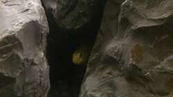 Labidochromis caeruleus