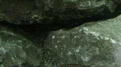 Labidochromis Hongi Red Top