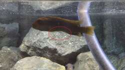 Pflanzen im Aquarium Betrieb 71336 Malawi