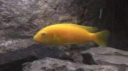 Labidochromis caeruleus