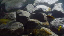 Aquarium Betrieb 71336 Malawi