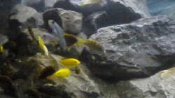 Aquarium Betrieb 71336 Malawi