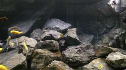 Aquarium Betrieb 71336 Malawi