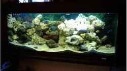 Dekoration im Aquarium Becken 2350