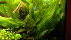 Pflanzen im Aquarium Tropen in Mittelhessen (nur noch Beispiel)
