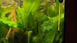 Pflanzen im Aquarium Tropen in Mittelhessen (nur noch Beispiel)