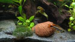 Hannibal, einer vom Rio und Schnecke