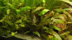 Pflanzen im Aquarium Tropen in Mittelhessen (nur noch Beispiel)