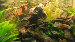 die ´schwimmende´ Background´ Wurzel