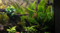 Pflanzen im Aquarium Tropen in Mittelhessen (nur noch Beispiel)