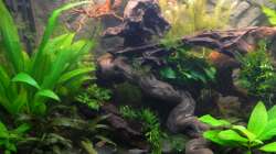 Dekoration im Aquarium Tropen in Mittelhessen (nur noch Beispiel)