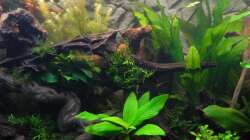 Dekoration im Aquarium Tropen in Mittelhessen (nur noch Beispiel)