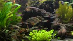 ´Hauptwurzel(n)´ noch mit Hemianthus