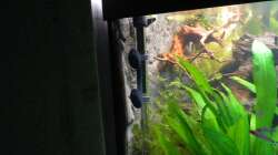 Dekoration im Aquarium Tropen in Mittelhessen (nur noch Beispiel)