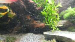 Dekoration im Aquarium Tropen in Mittelhessen (nur noch Beispiel)