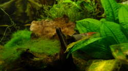 Besatz im Aquarium 63er-Red Fire