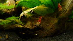 Besatz im Aquarium 63er-Red Fire