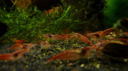 Besatz im Aquarium 63er-Red Fire