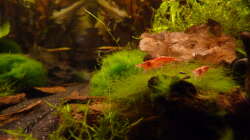 Besatz im Aquarium 63er-Red Fire