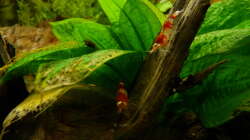 Besatz im Aquarium 63er-Red Fire