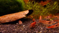 Besatz im Aquarium 63er-Red Fire