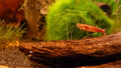 Besatz im Aquarium 63er-Red Fire