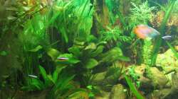 Links-Mitte 25.06.13