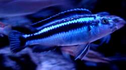 Besatz im Aquarium Malawibiotop - 1.400 Liter