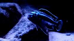 Besatz im Aquarium Malawibiotop - 1.400 Liter